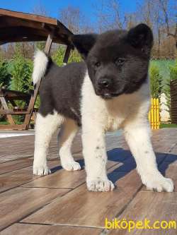AMERİCA   AKITA YAVRULARI (HAÇİKO) 5