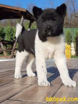AMERİCA   AKITA YAVRULARI (HAÇİKO) 1