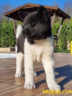 AMERİCA   AKITA YAVRULARI (HAÇİKO) 3