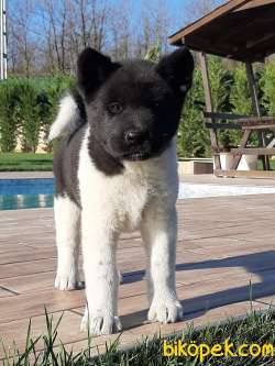 AMERİCA   AKITA YAVRULARI (HAÇİKO) 4