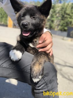 American Akita 3
