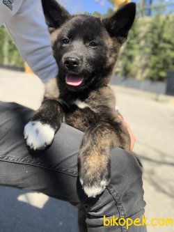 American Akita 1