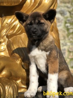 American Akita 4