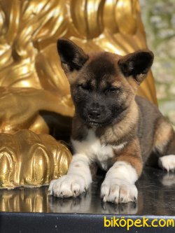 American Akita 1