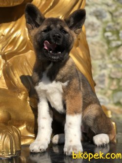 American Akita 2
