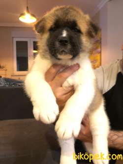 American Akita 3