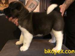 American Akita 4