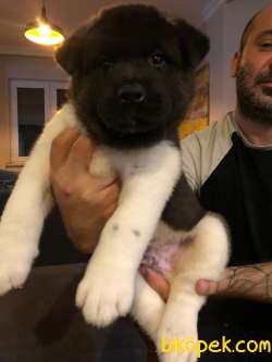 American Akita 2
