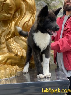 American Akita Inu Bebeğimiz Orjinal Irk Iri Köpeğimiz 3