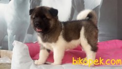 American Akita Inu Yavruları 3