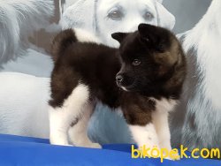 AMERİCAN AKİTA INU YAVRULARI 3