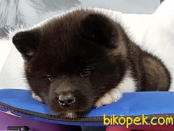 AMERİCAN AKİTA INU YAVRULARI 1