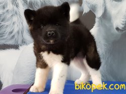 AMERİCAN AKİTA INU YAVRULARI 2