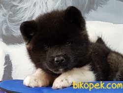 AMERİCAN AKİTA INU YAVRULARI 4