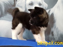 AMERİCAN AKİTA INU YAVRULARI 4