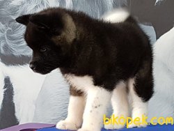AMERİCAN AKİTA INU YAVRULARI 3