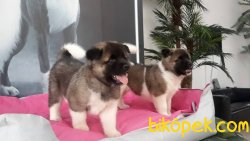 AMERİCAN AKİTA INU YAVRULARI 2