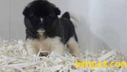 AMERİCAN AKİTA INU YAVRULARI 1