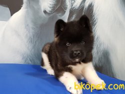 AMERİCAN AKİTA INU YAVRULARI 2