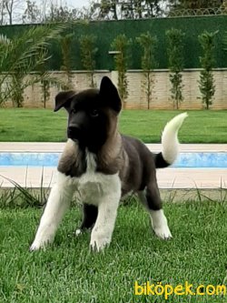 AMERİCAN AKİTA INU YAVRULARI 1