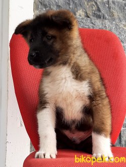 AMERİCAN AKİTA INU YAVRULARI 1