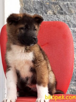 AMERİCAN AKİTA INU YAVRULARI 3