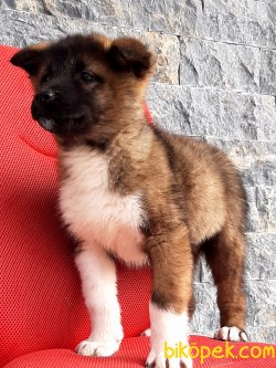 AMERİCAN AKİTA INU YAVRULARI 4