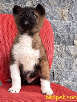 AMERİCAN AKİTA INU YAVRULARI 5