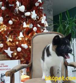 AMERİCAN AKİTA INU YAVRULARI 4