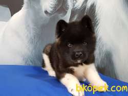 AMERİCAN AKİTA INU YAVRULARI 4