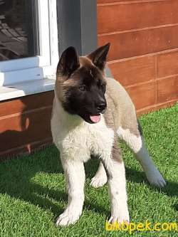 AMERİCAN AKİTA INU YAVRULARI 2