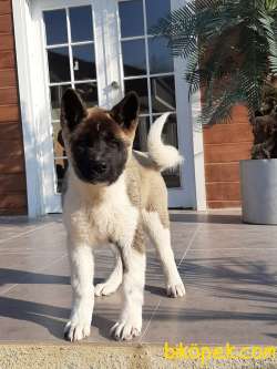 AMERİCAN AKİTA INU YAVRULARI 3