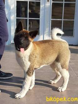 AMERİCAN AKİTA INU YAVRULARI 2
