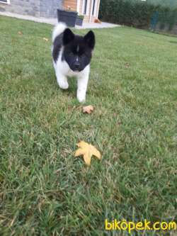 American Akita Inu Yavruları 2