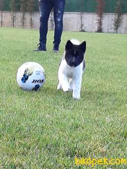 American Akita Inu Yavruları 3