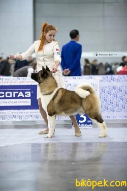 American Akita İnu Yavrularimiz 1