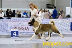 American Akita İnu Yavrularimiz 3