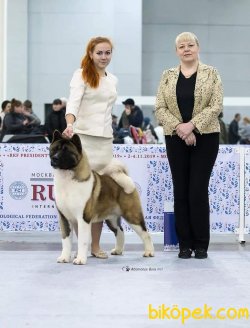 American Akita İnu Yavrularimiz 4