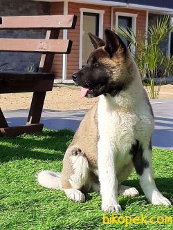 American Akita İnu Yavrularimiz 3