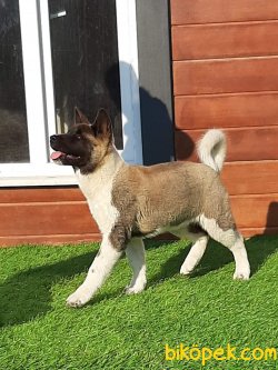 American Akita İnu Yavrularimiz 4