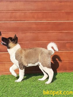 American Akita İnu Yavrularimiz 5
