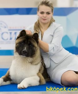 American Akita İnu Yavrularimiz 1