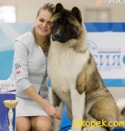 American Akita İnu Yavrularimiz 2