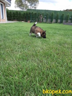 American Akita İnu Yavrularimiz 4