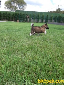 American Akita İnu Yavrularimiz 5