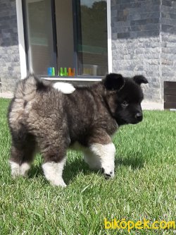 American Akita İnu Yavrularimiz 2