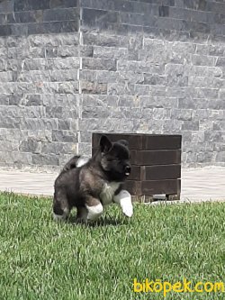 American Akita İnu Yavrularimiz 1