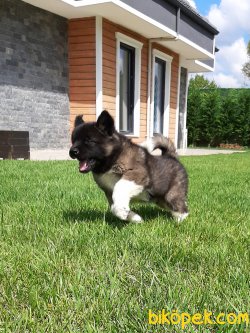 American Akita İnu Yavrularimiz 3