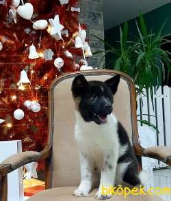 American Akita İnu Yavrularimiz 3