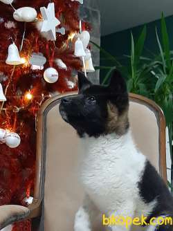 American Akita İnu Yavrularimiz 1
